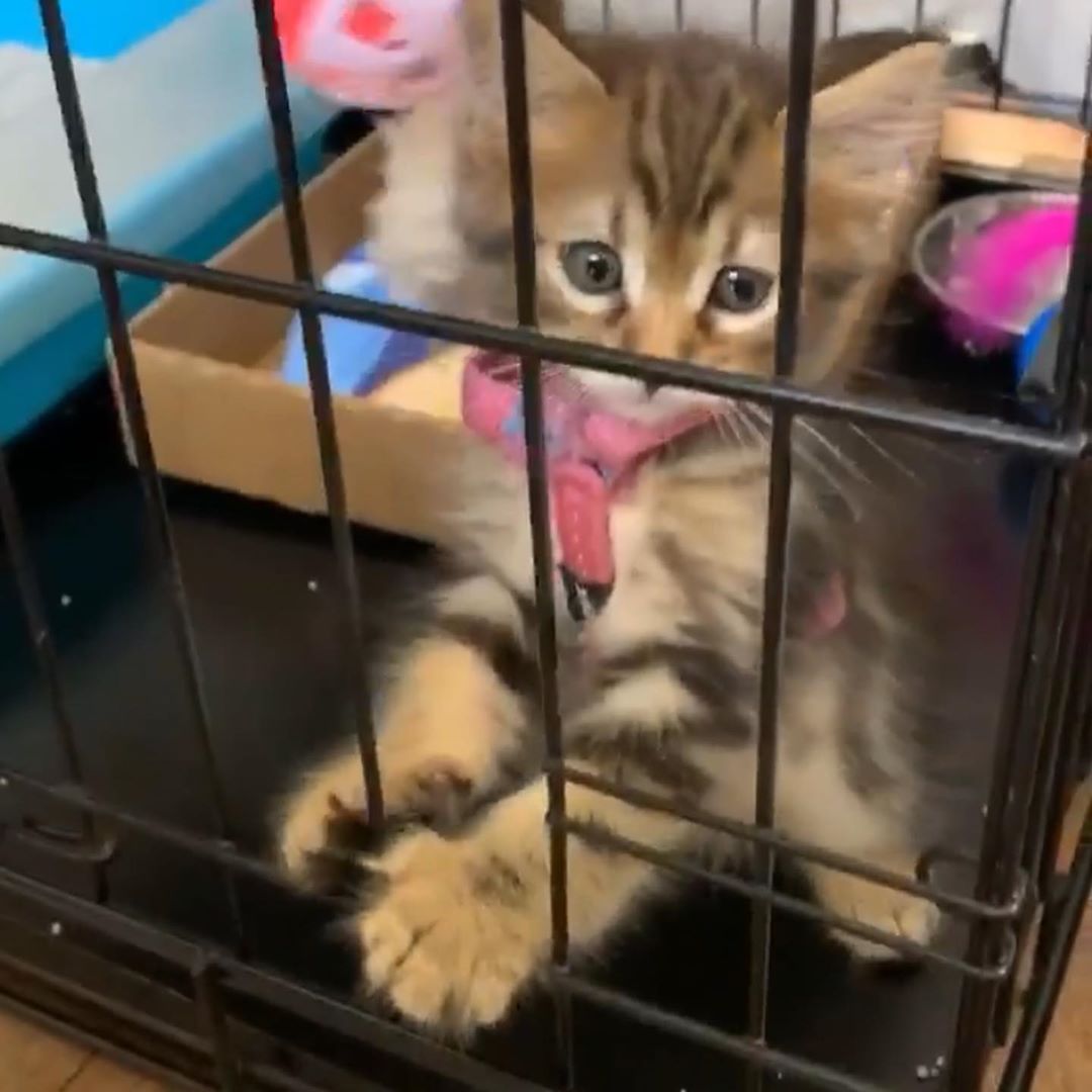 Cat care at Cats Luv Us