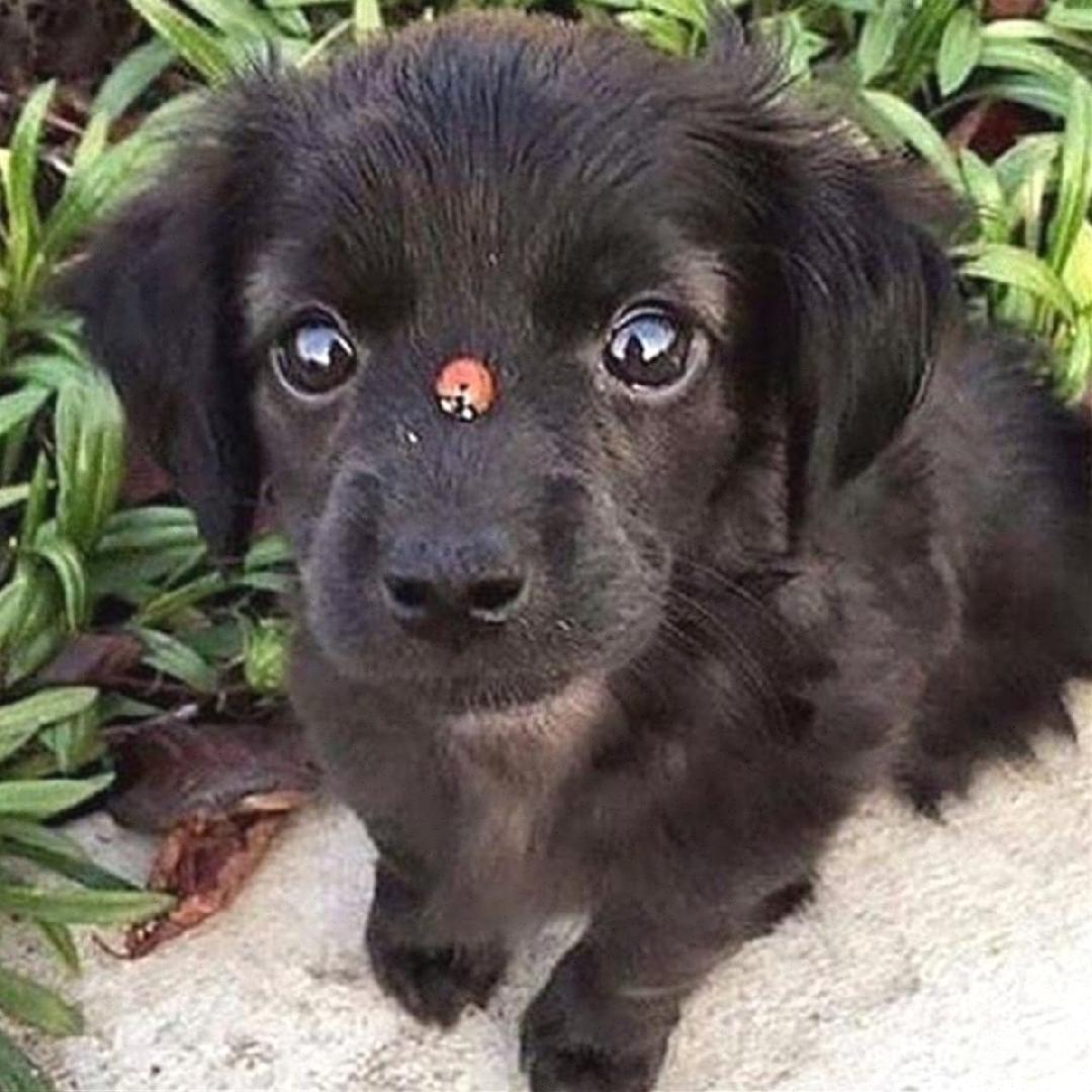 Cat tiktok at Cats Luv Us