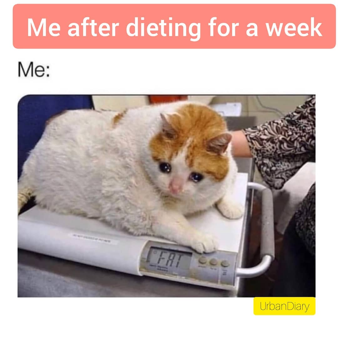 Cute cats at Cats Luv Us