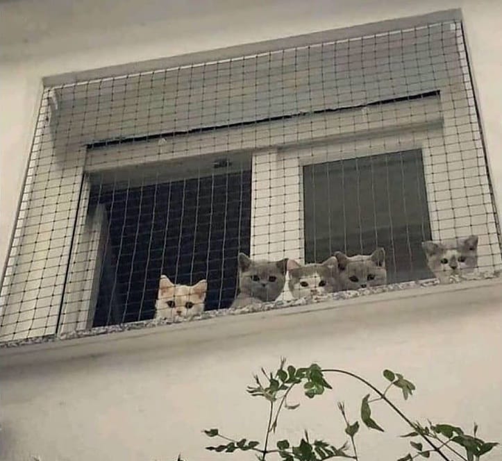 Cute cats at Cats Luv Us