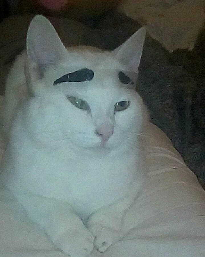 Cat grooming at Cats Luv Us