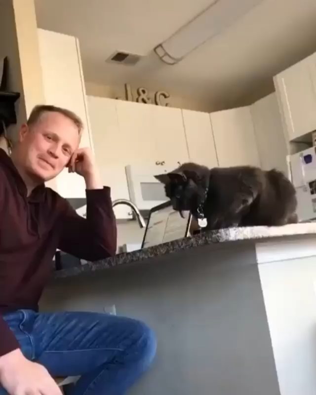 Funny cats at Cats Luv Us