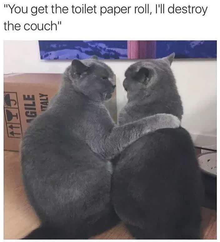 Cat youtube at Cats Luv Us