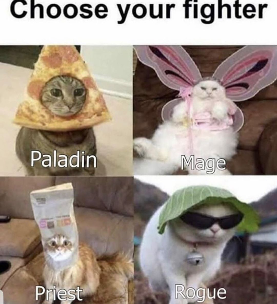 Cat tiktok at Cats Luv Us