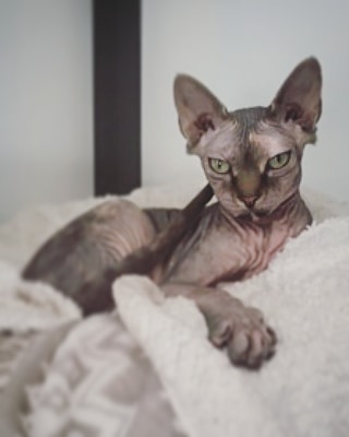 Cat tiktok at Cats Luv Us