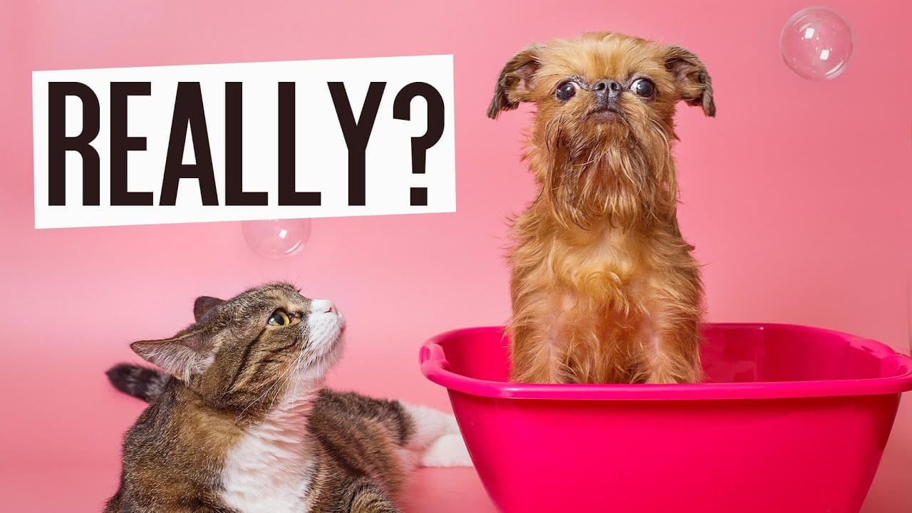 Cat grooming at Cats Luv Us