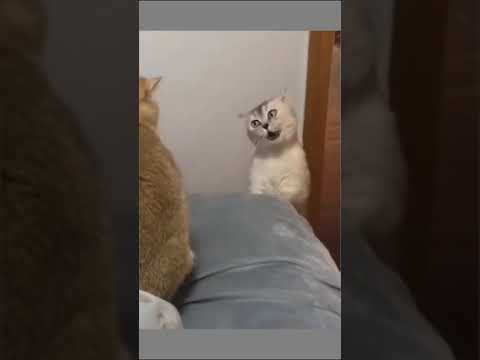 Cat grooming at Cats Luv Us