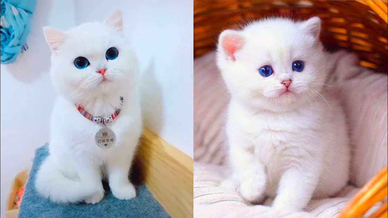 Funny cats at Cats Luv Us