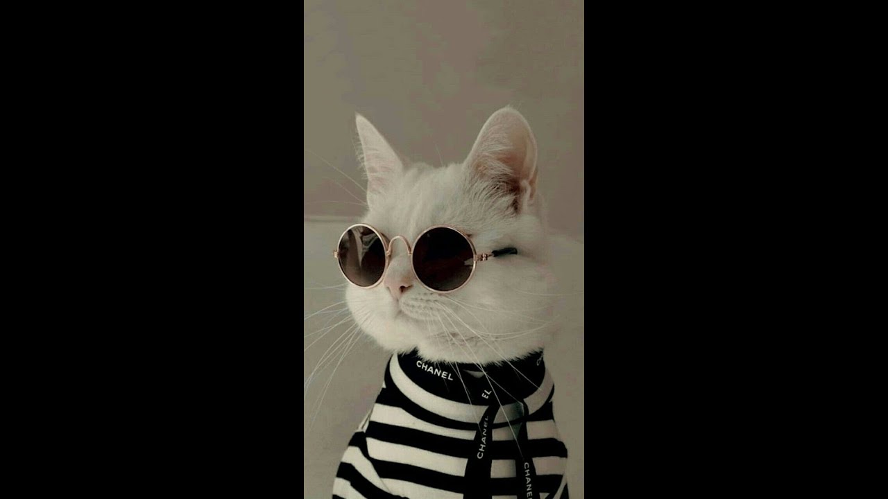 Cat grooming at Cats Luv Us