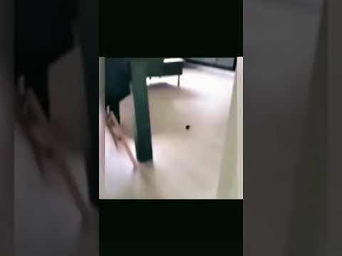 Cat grooming at Cats Luv Us