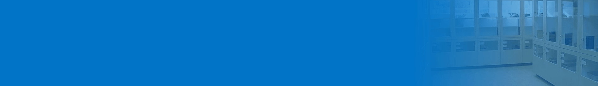 Cat boarding hotel at Cats Luv Us