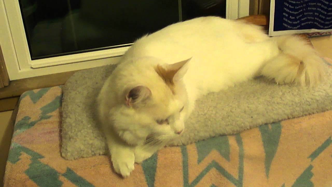 Cat youtube at Cats Luv Us