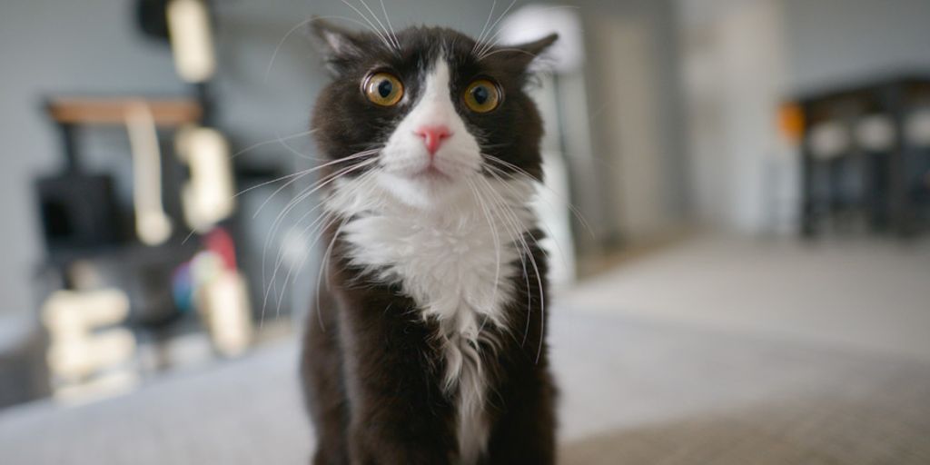 Cat youtube at Cats Luv Us