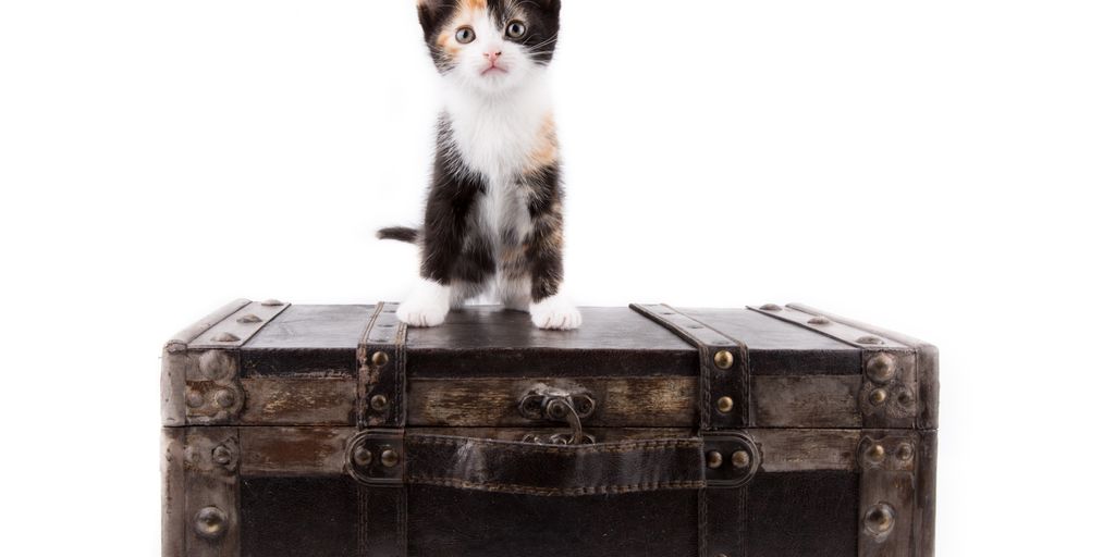 Cat grooming at Cats Luv Us