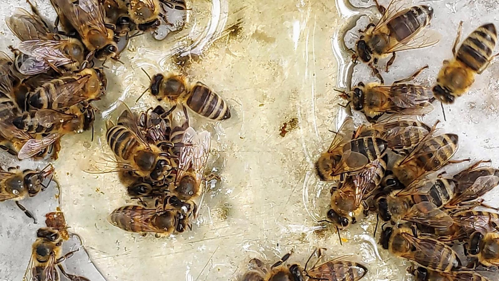 Tips for Safely Introducing Honey to Cats