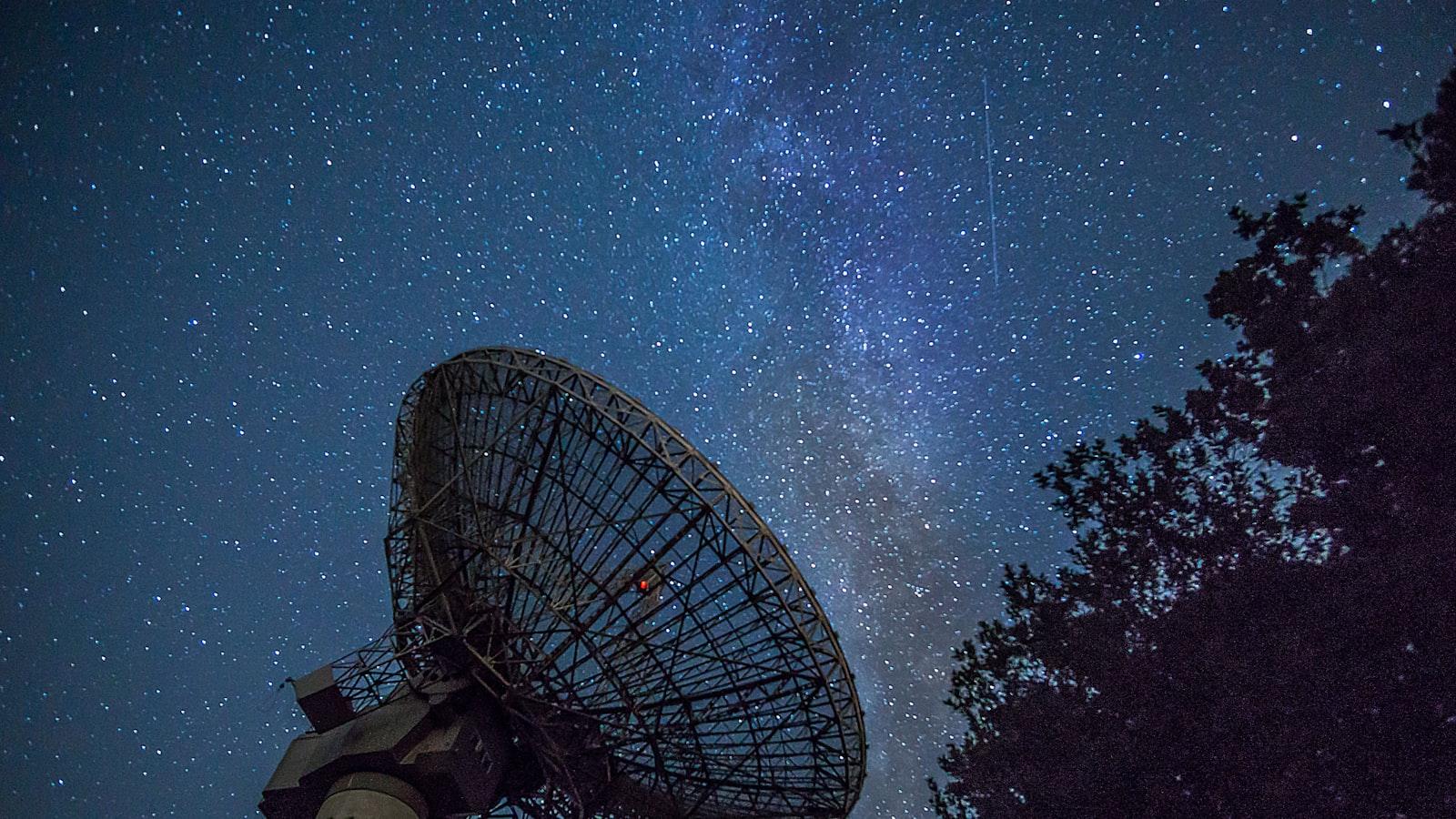 The Science Behind Feline Attraction to Honey