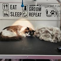 Cat Grooming Gallery 22