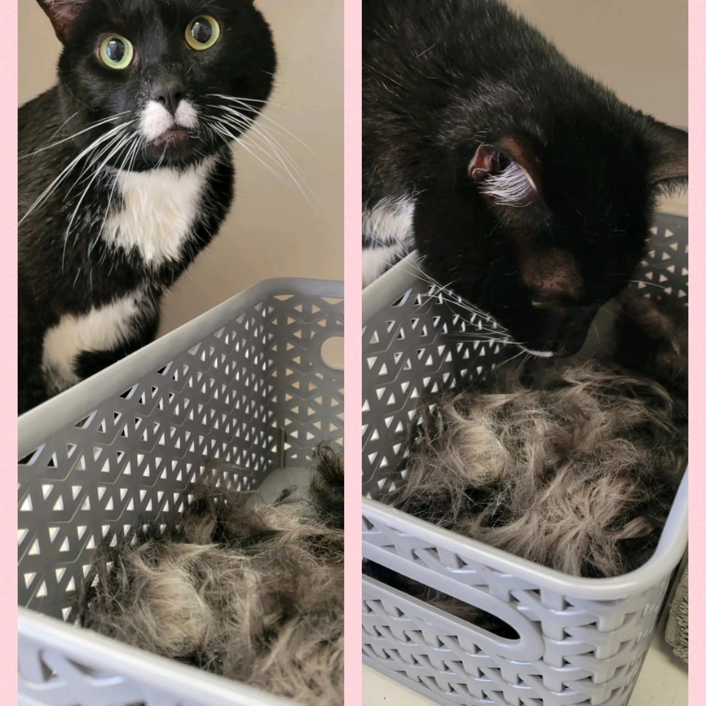 Cat Grooming Gallery 28