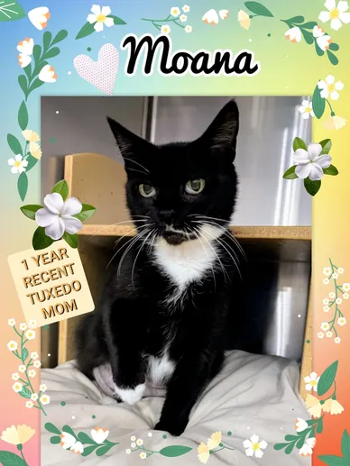 Cat Adoption Photo 7