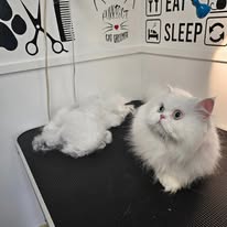 Cat Grooming Gallery 24