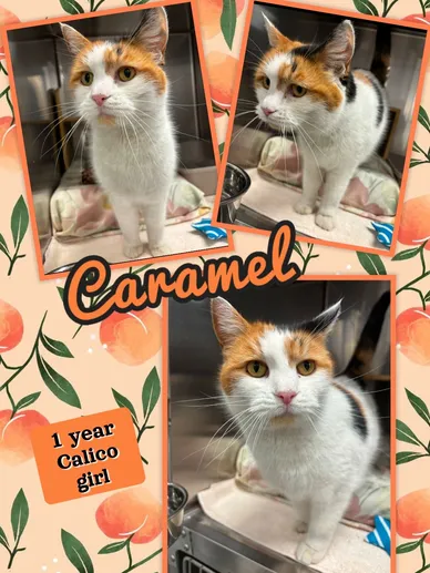 Cat Adoption Photo 5