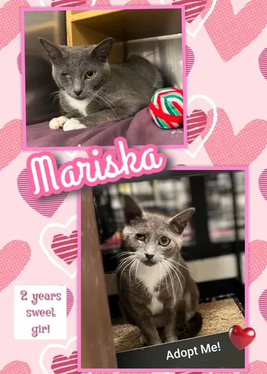 Cat Adoption Photo 11