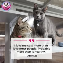 Cat Boarding Photo 6