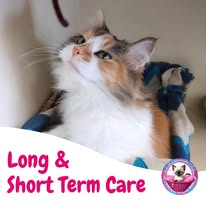 Cat Boarding Photo 16