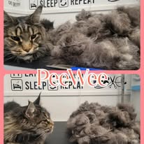 Cat Grooming Gallery 20