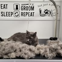 Cat Grooming Gallery 14