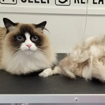 Cat Grooming Gallery 8