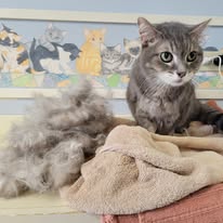 Cat Grooming Gallery 15