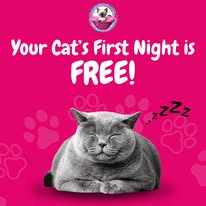 Cat Boarding Photo 2