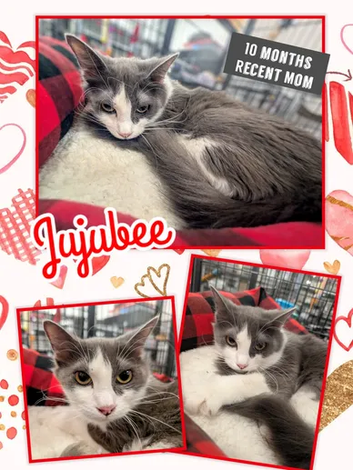 Cat Adoption Photo 1