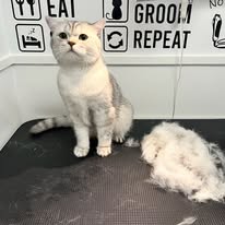 Cat Grooming Gallery 27