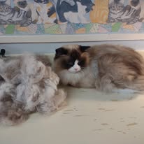 Cat Grooming Gallery 21