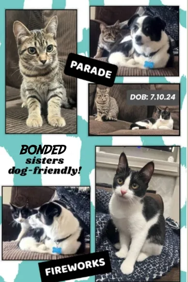 Cat Adoption Photo 13