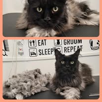 Cat Grooming Gallery 5