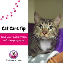 Cat Boarding Photo 5