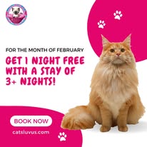 Cat Boarding Photo 1