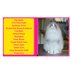 Cat Grooming Services Orange County, CA