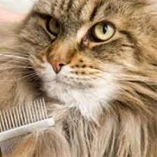 6 Reasons To Use The Best Cat Grooming Service img