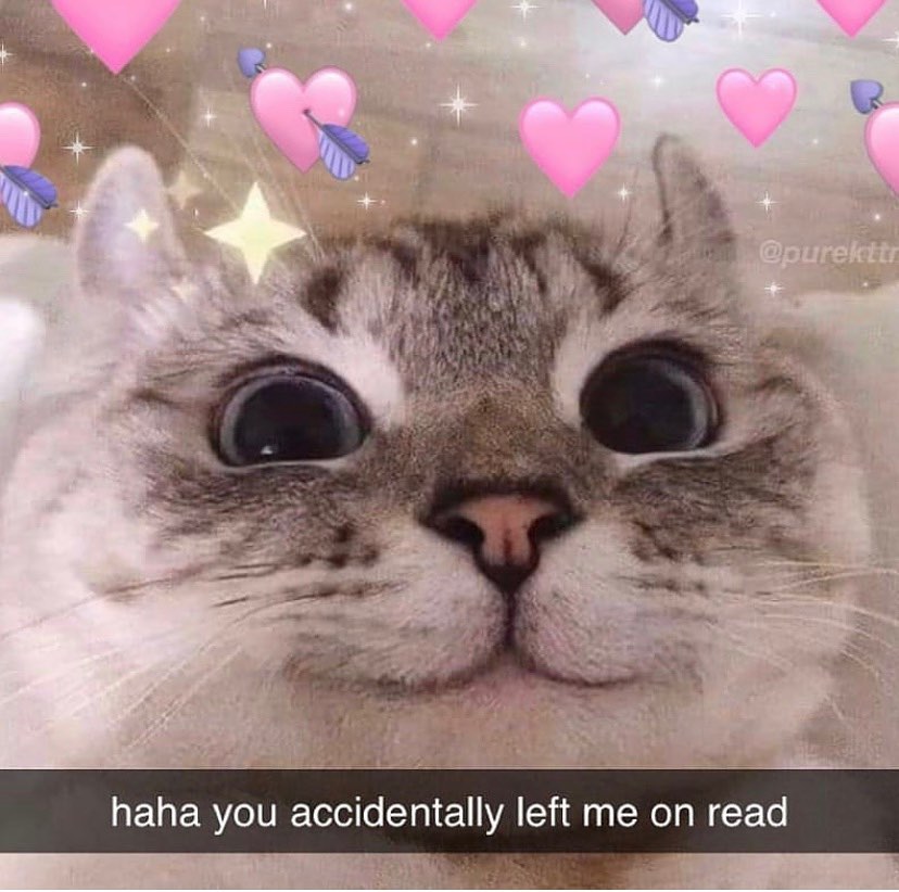 Haha : : : #wholesomememes #meme #memes #cat #catmemes #wholesome