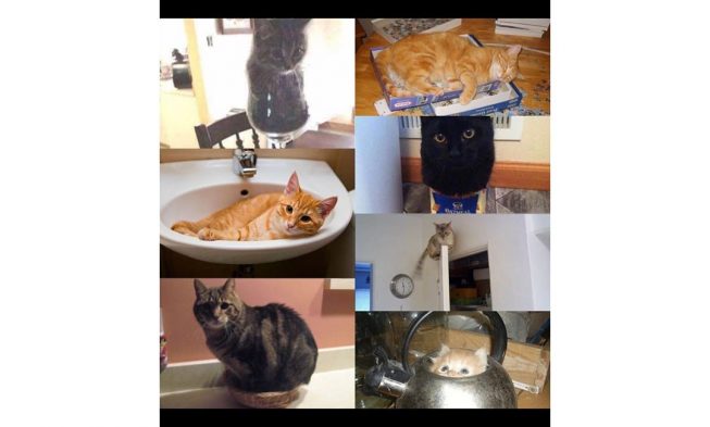 Cat sitting is wherever they want also. #meme #memes #dailymeme #dailymemes #mem… img