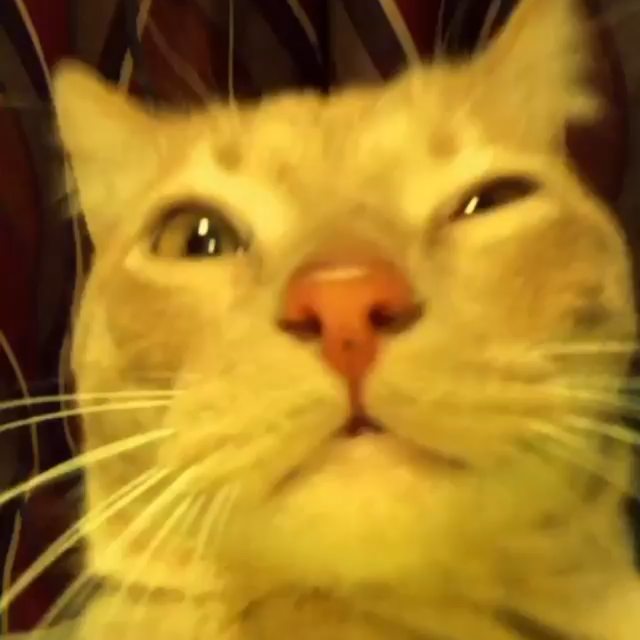 I believe the music went bee boop boo boo bap bee boop
By: @peepdacat
#cat #peep … img