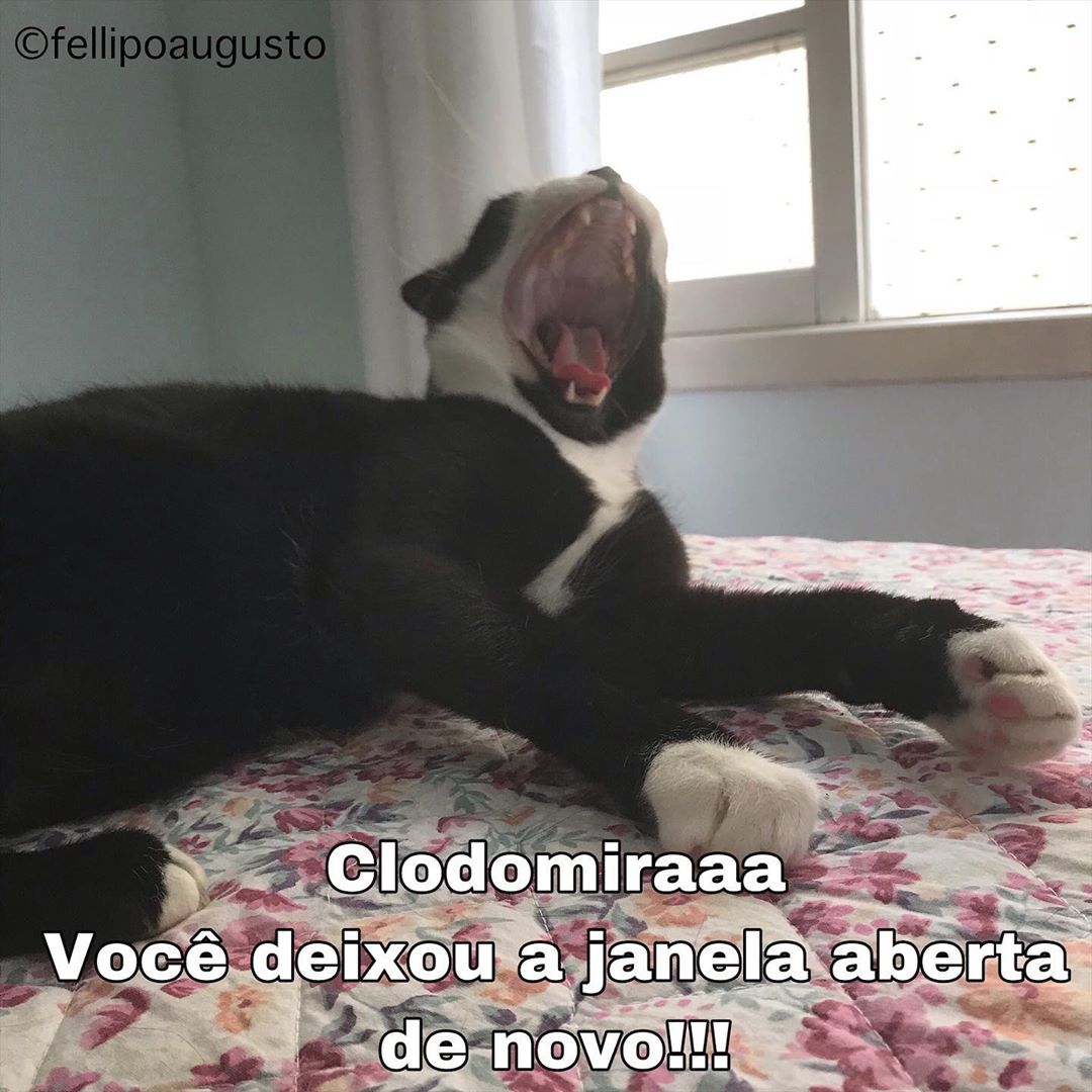 Aff  #catsofinstagram #memesbrasil #catmemes #frajolatopteam #memes #memesbrasil…