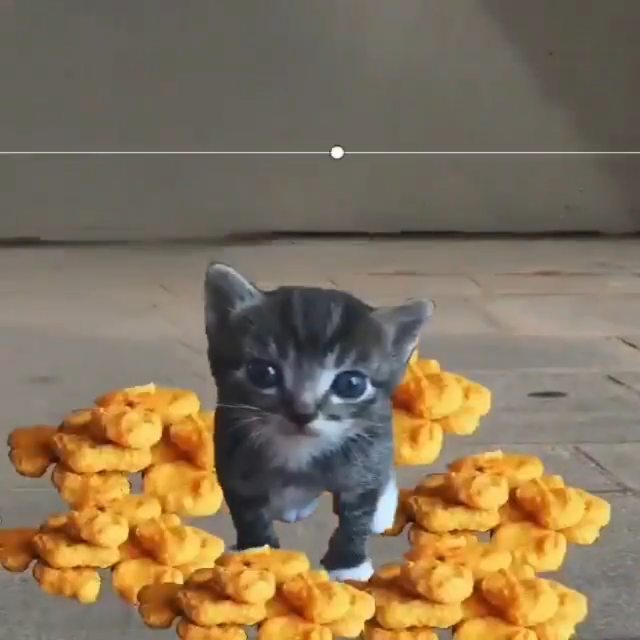 BURGER, NUGGETS, NUGGETS, BURGER
•
•
•
#cats #catsofinstagram #cat #catstagram #… img
