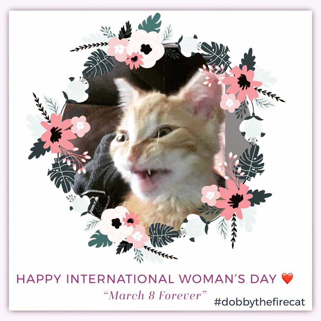 Content Worldwide Woman’s Working day! #dobbythefirecat #internationalwomensday #ladies…