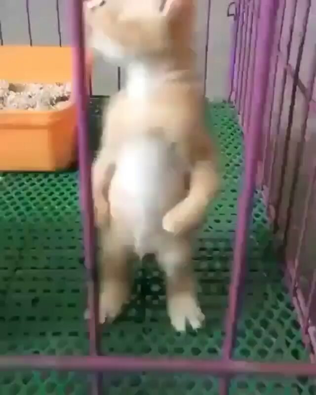 Meow meow
Double tap
Observe @cats__fans00 for more
tag your pals
Crédi… img