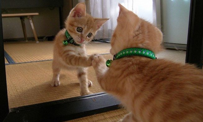 “I imagined you claimed I was your only cat?!?! Why would you get an additional one particular that … img